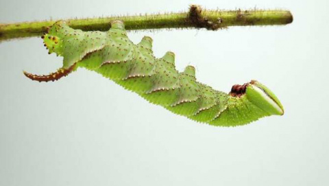 Insectos que imitan el sonido de serpientes para ahuyentar depredadores