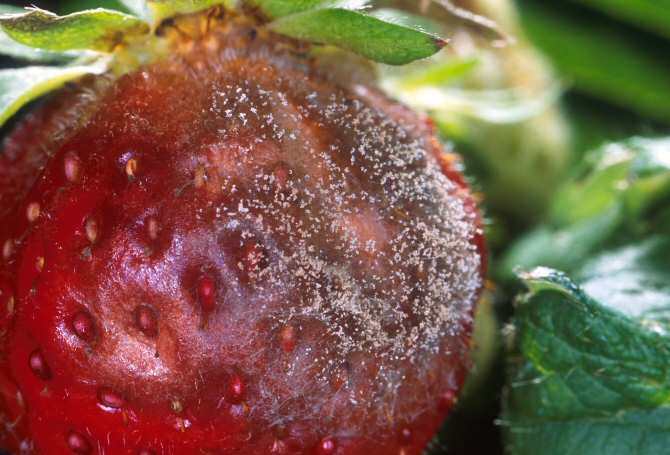 El secreto del hongo que infecta a infinidad de especies vegetales