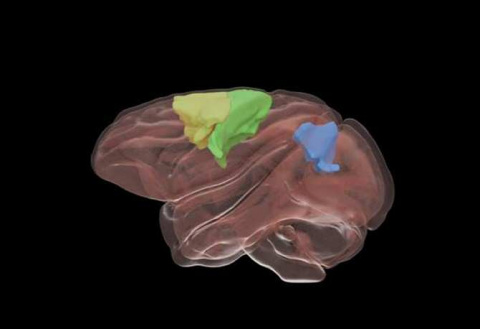 ¿Cómo se adapta el cerebro humano a controlar extremidades artificiales?